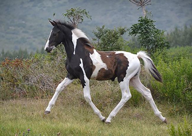 Homozygous Tobiano Colt by Zerro